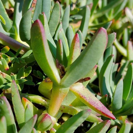 Carpobrotus rossii other