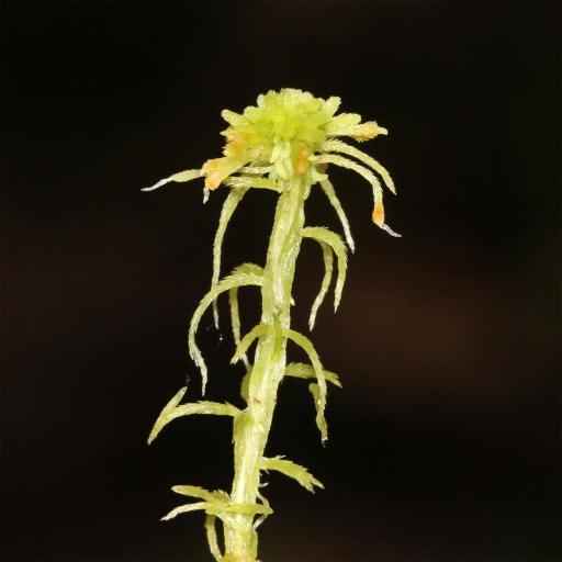 Sphagnum angustifolium other