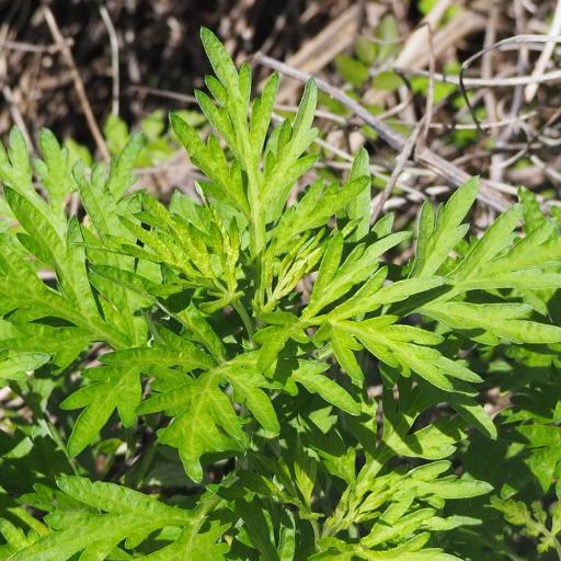 Artemisia indica other