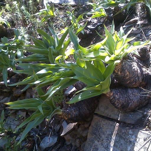 Merwilla plumbea other