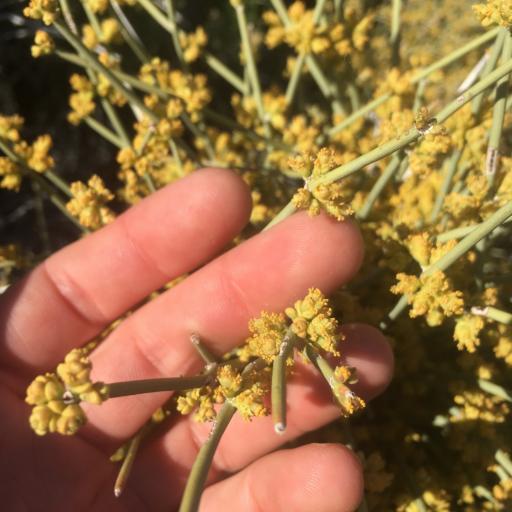 Ephedra nevadensis — houseplant care guide