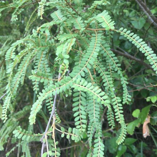 Sophora chathamica other
