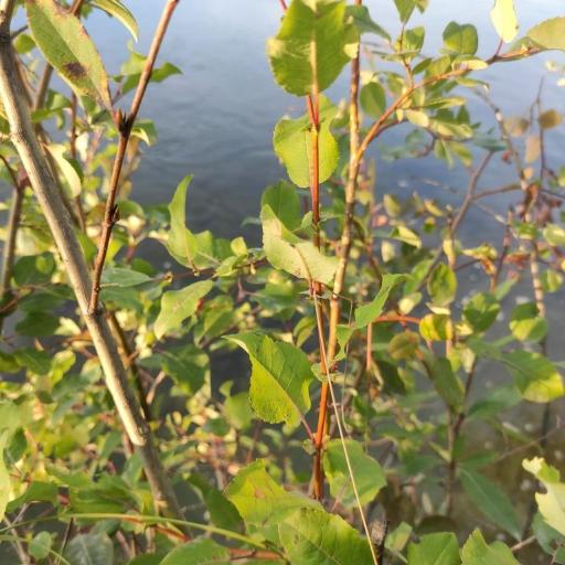 Salix pyrolifolia — houseplant care guide