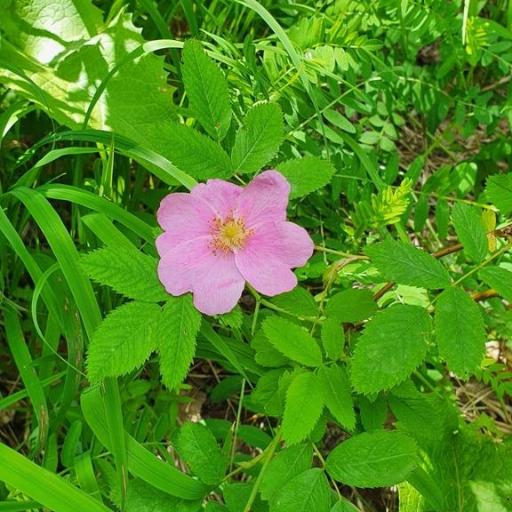 Rosa glabrifolia other