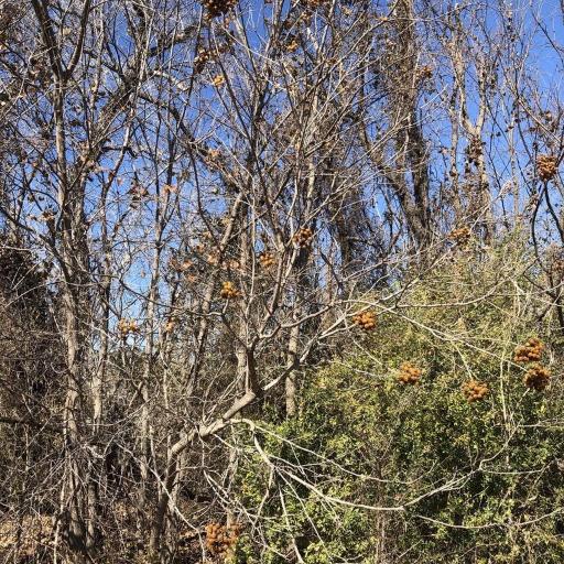 Sapindus drummondii other