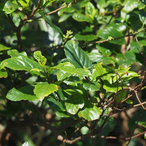 Maesa perlaria — houseplant care guide