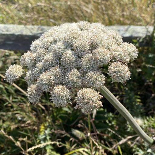 Angelica hendersonii other