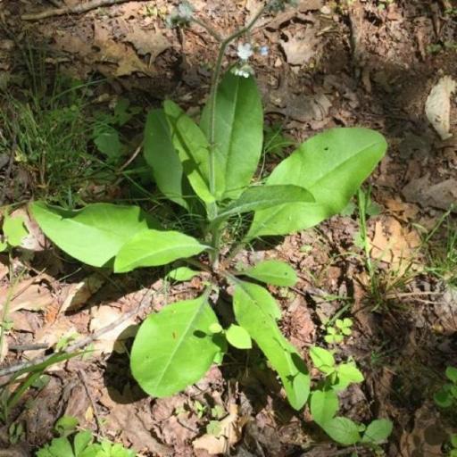 Andersonglossum virginianum other