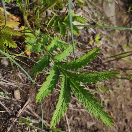 Potentilla longifolia — search result for 'Mongolia'