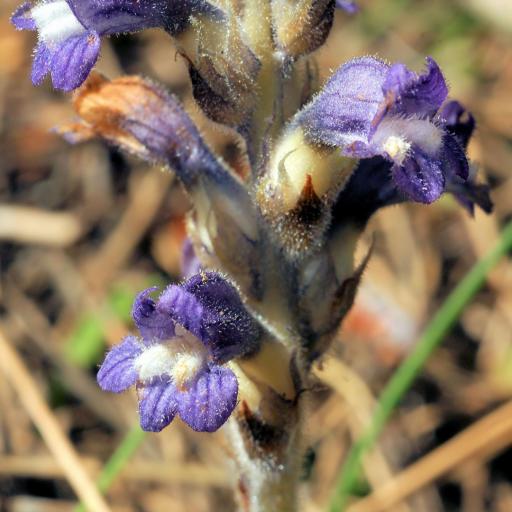 Orobanche mutelii — houseplant care guide