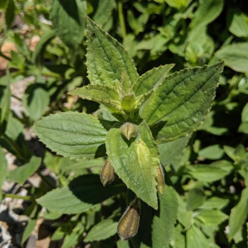 Erythranthe cardinalis — houseplant care guide