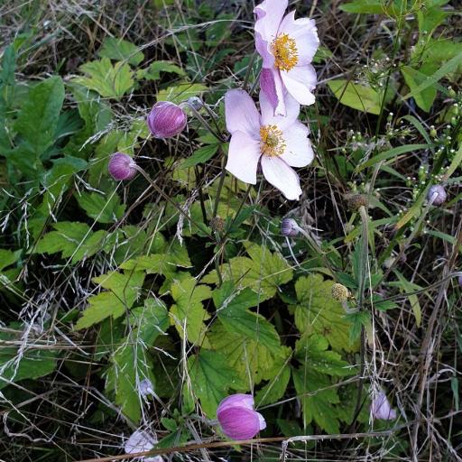 Eriocapitella tomentosa other