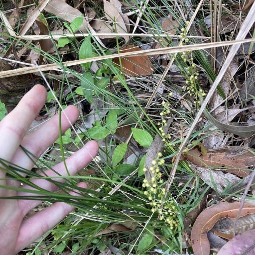 Lomandra filiformis other