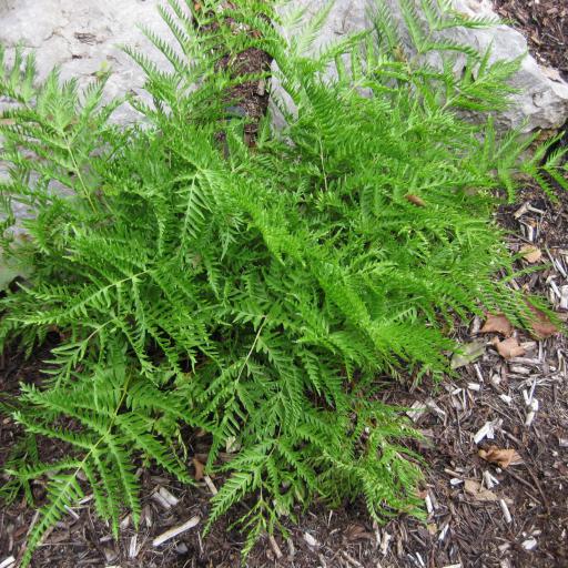 Parapolystichum acuminatum other