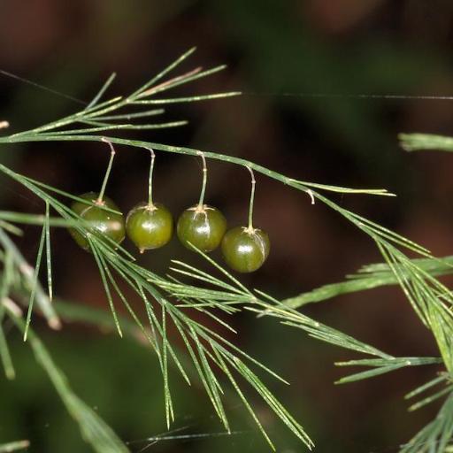Asparagus virgatus other