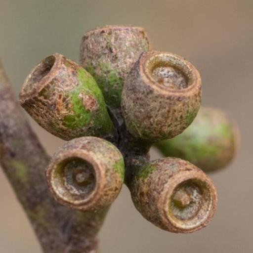 Eucalyptus cypellocarpa other