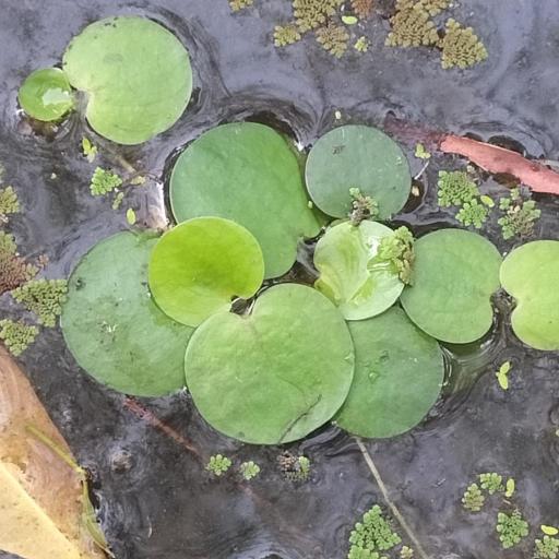 Hydrocharis laevigata — search result for 'Hydrocharitaceae'