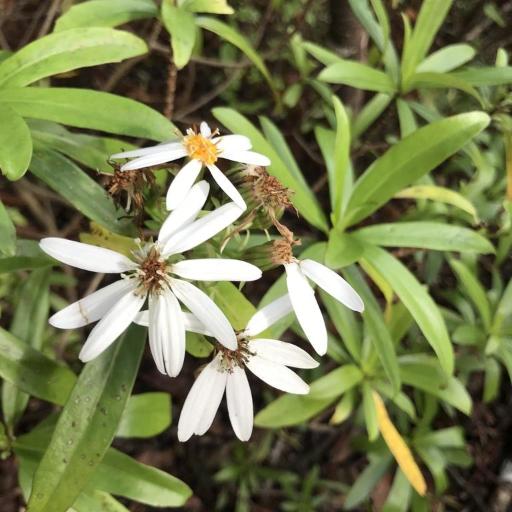 Urostemon kirkii other