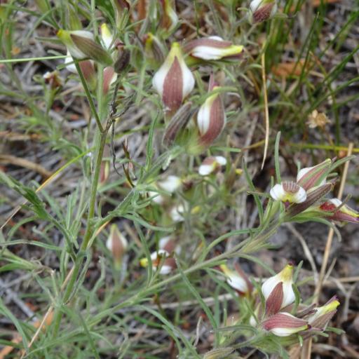 Cordylanthus tenuis other