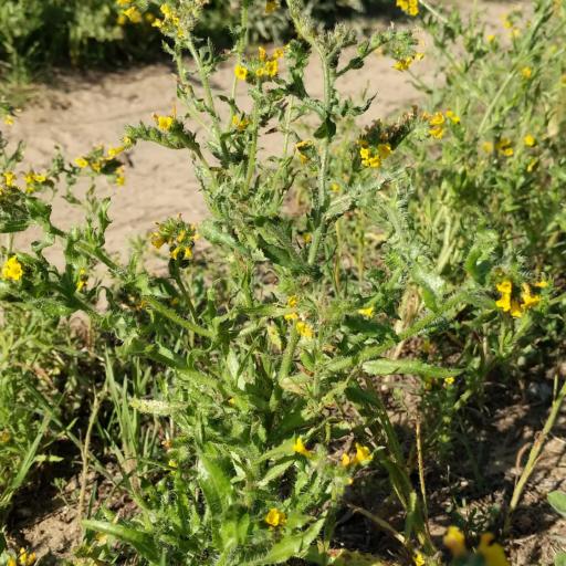 Amsinckia spectabilis other