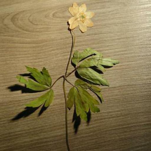 Anemonoides ranunculoides — search result for 'Anemone'