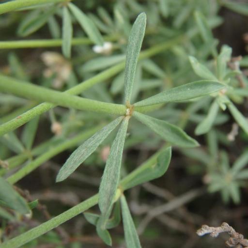 Lotus dorycnium other