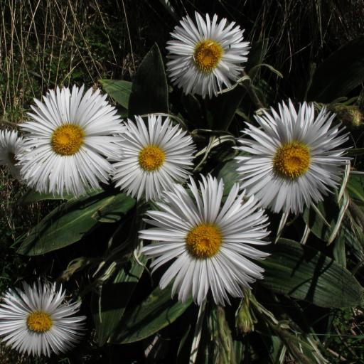 Celmisia verbascifolia other