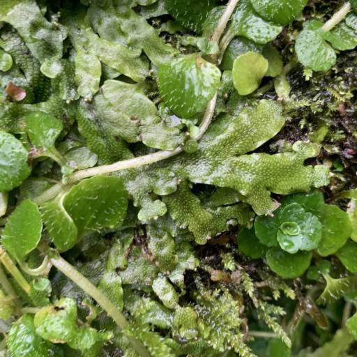 Conocephalum conicum — search result for 'Mushroom'