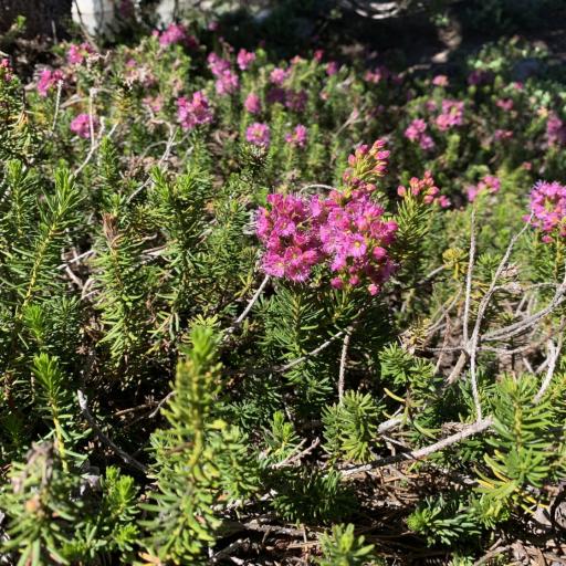 Phyllodoce breweri other