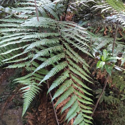 Dicksonia squarrosa other