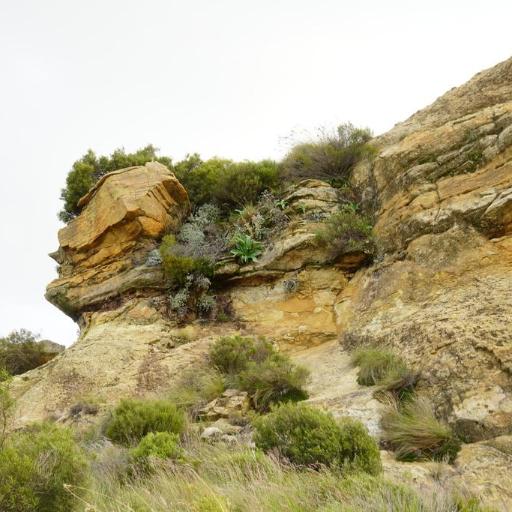 Merwilla plumbea other