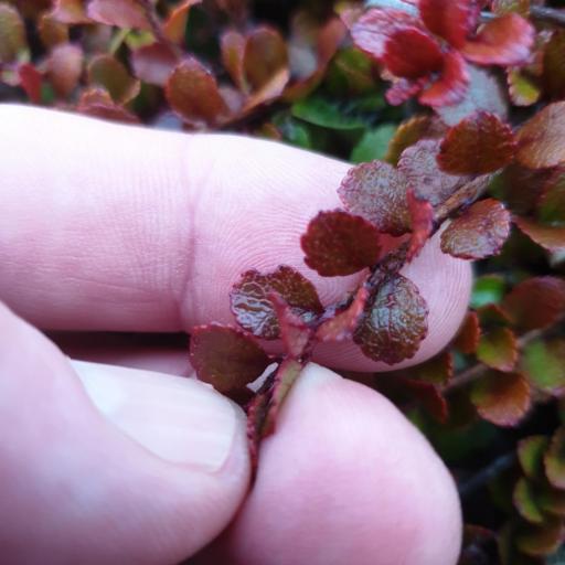 Gaultheria depressa — search result for 'Gaultheria'