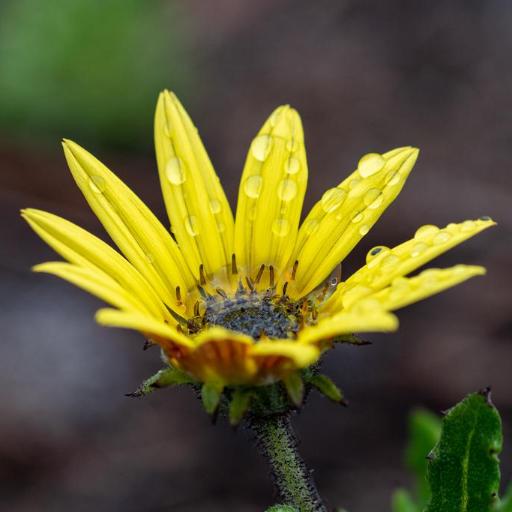 Arctotis scabra — houseplant care guide