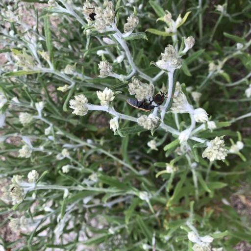 Pseudognaphalium macounii other