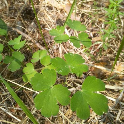 Aquilegia glandulosa other