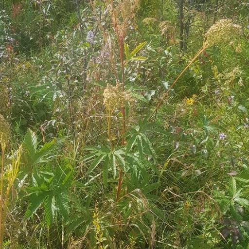 Filipendula digitata other