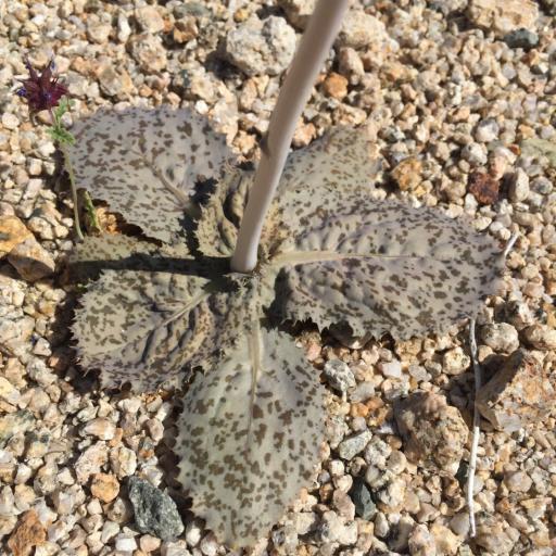 Atrichoseris platyphylla other