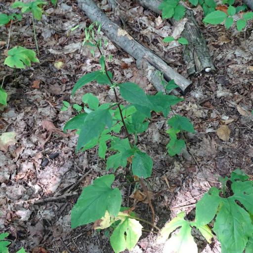 Nabalus altissimus other