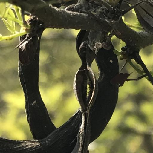 Vachellia rigidula — search result for 'Vachellia'