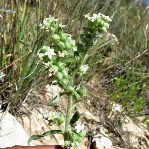 Oreocarya suffruticosa other