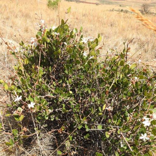 Ancylobothrys capensis — search result for 'Botswana'