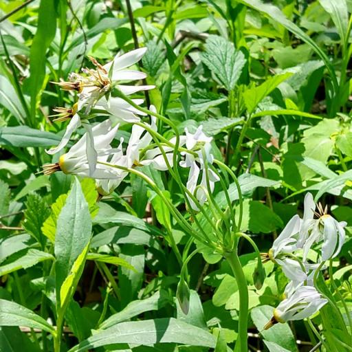 Primula meadia — search result for 'Primulaceae'