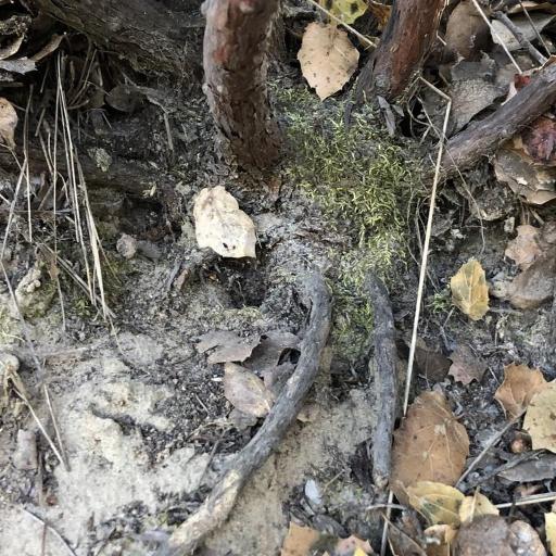 Arctostaphylos rudis other