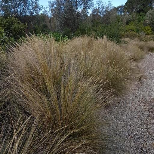 Austrostipa stipoides other