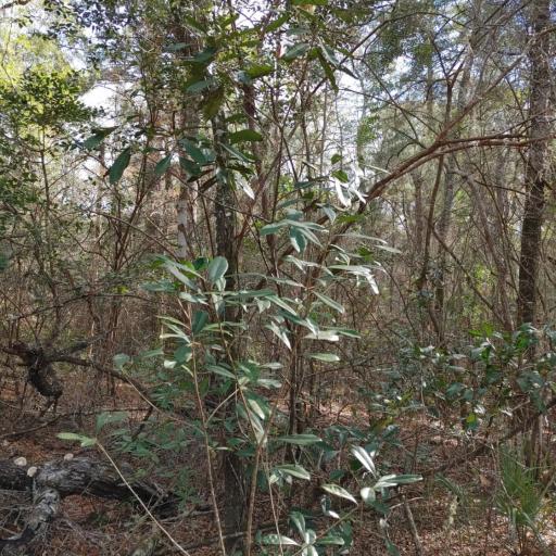 Cartrema americana — search result for 'Osmanthus'