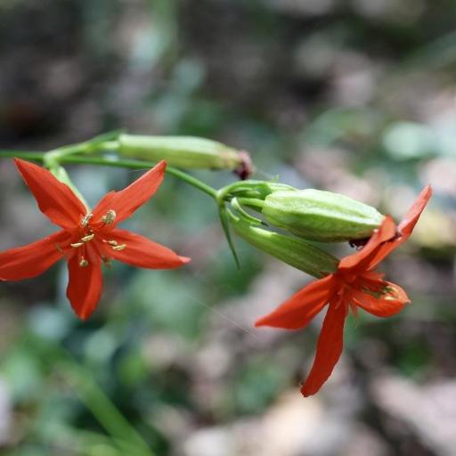Silene subciliata — houseplant care guide