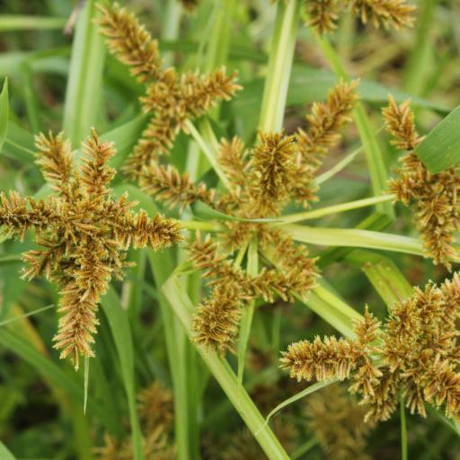 Cyperus erythrorhizos other