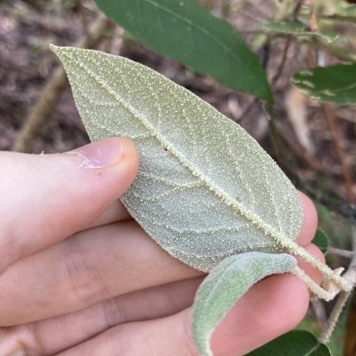 Astrotricha latifolia — search result for 'Southern New South Wales'