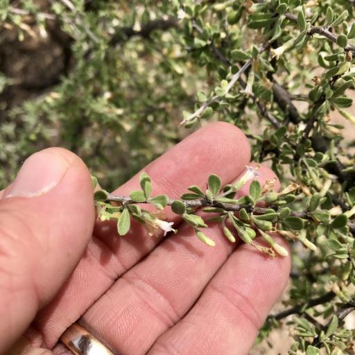 Lycium exsertum other