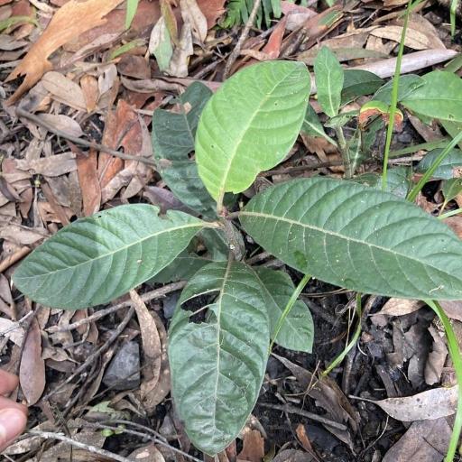 Psychotria loniceroides other